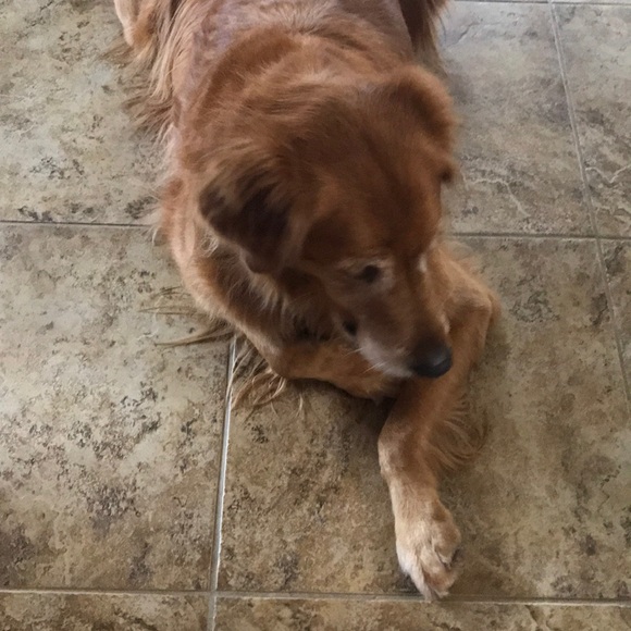 Meet your Posher, Emmie - Picture 1 of 1